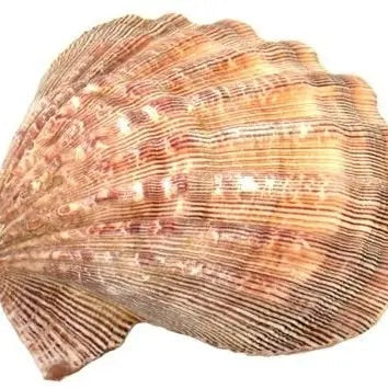 Lion Paw Shell Smudge Bowl