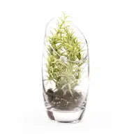 Glass Terrarium Bowl - Tall