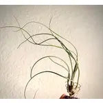 Live air plant