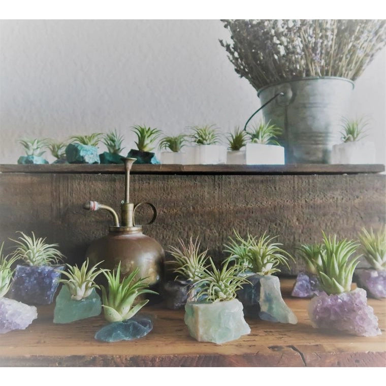 Crystal and Air Plant