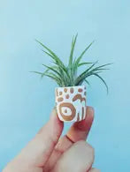 Diego mini planter