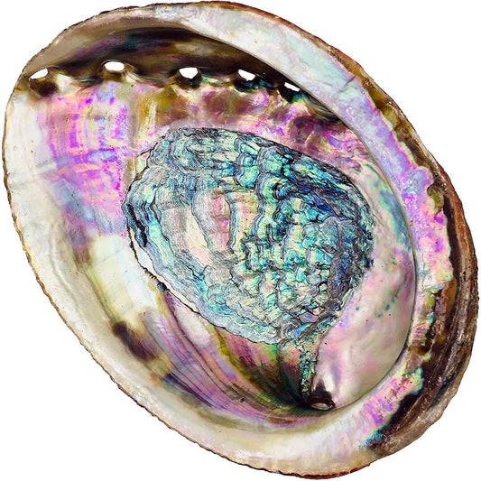 Abalone Shell Smudge Bowls - Small