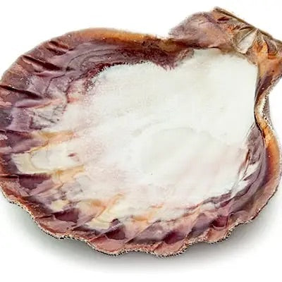 Lion Paw Shell Smudge Bowl