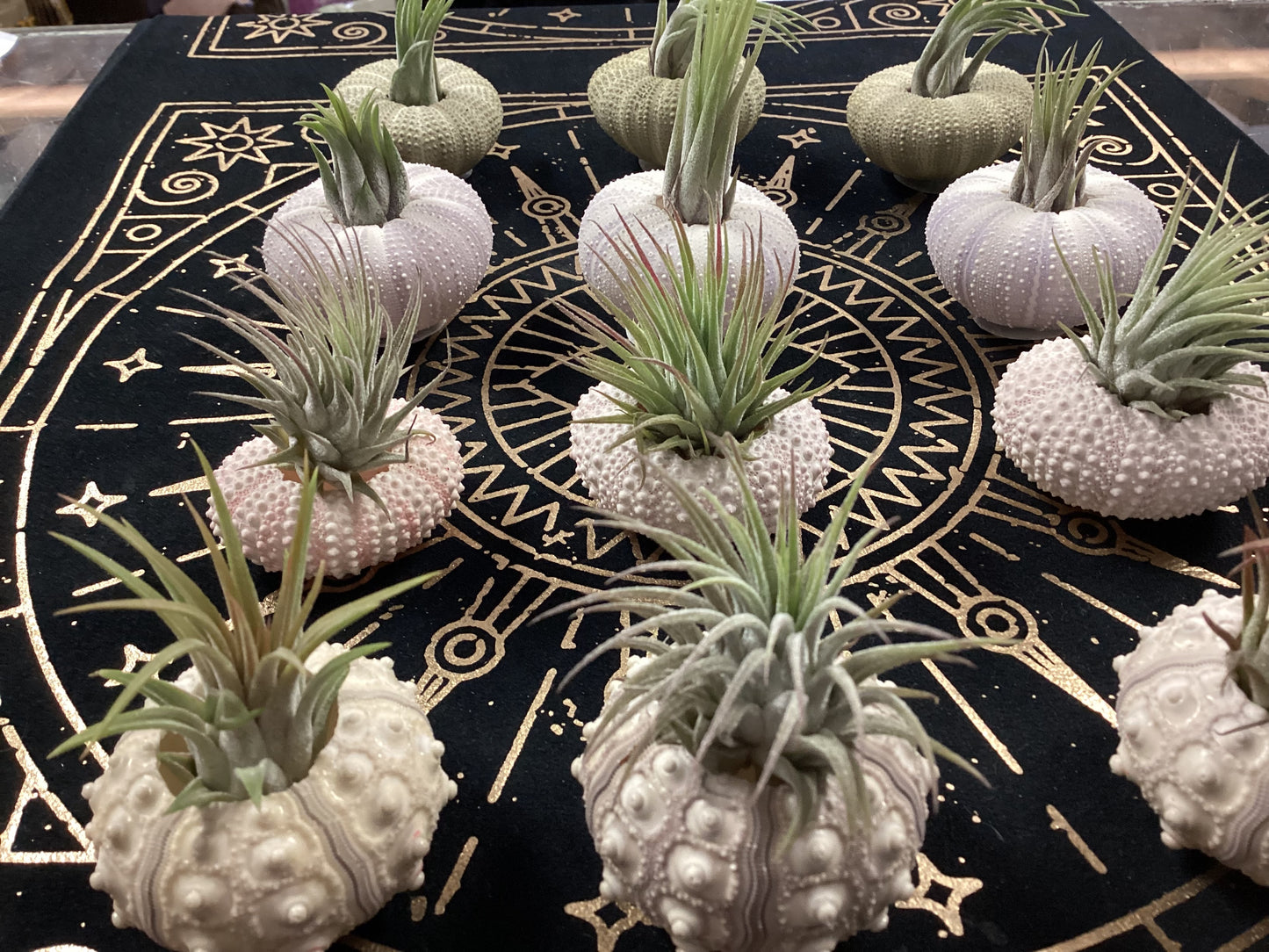 Urchin Shell Variety with Ionantha Air Plant