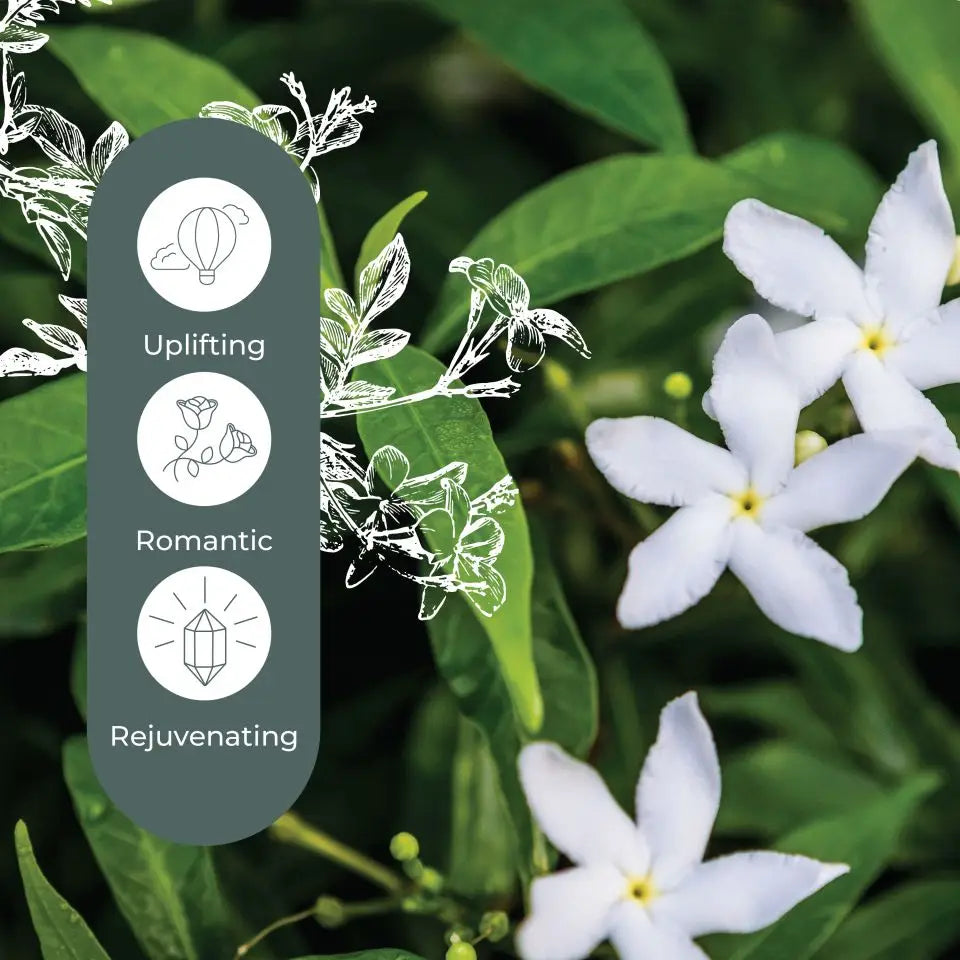Jasmine Grandiflorum Absolute Essential Oil