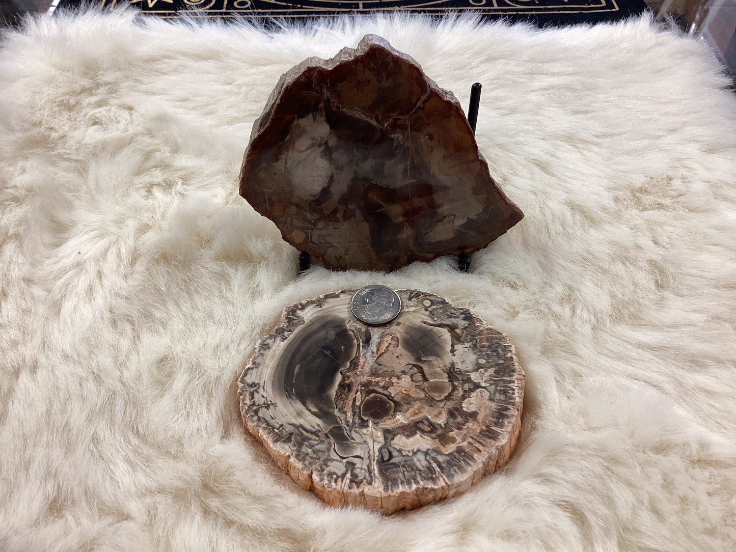 Petrified Wood Slab - Large