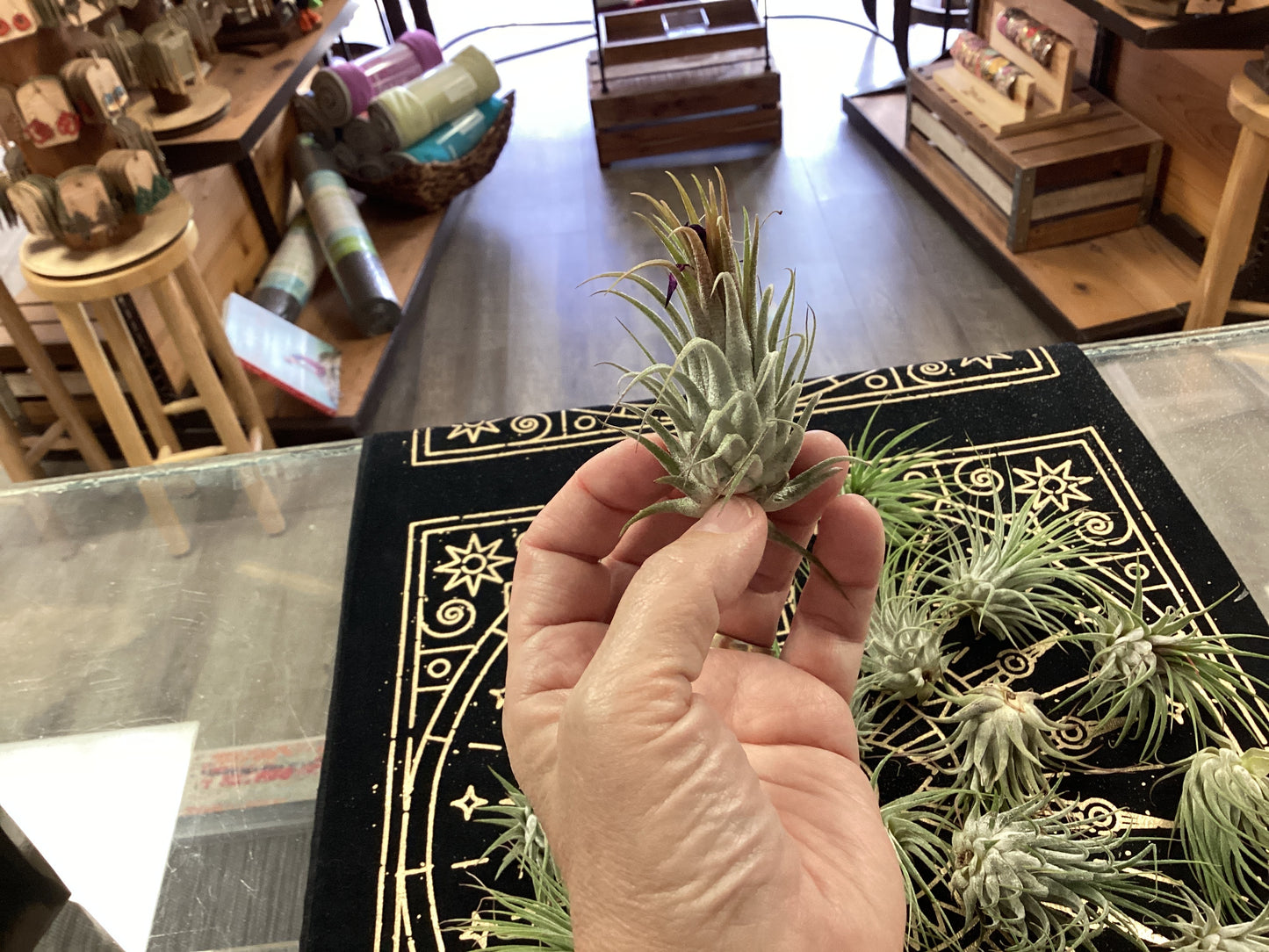 Tillandsia Ionantha Guatemala Air Plants