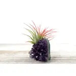 Amethyst Crystal “Intuitive Wisdom” and Air Plant