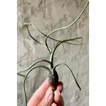 Live air plant