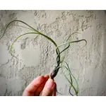 Live air plant