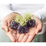 Amethyst Crystal “Intuitive Wisdom” and Air Plant