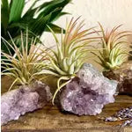 Amethyst Crystal “Intuitive Wisdom” and Air Plant