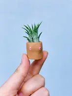 Cactits mini planter & plant