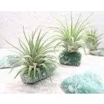 Crystal and Air Plant