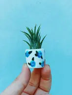 Forget me not mini planter