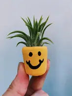 Smiley face pot & plant